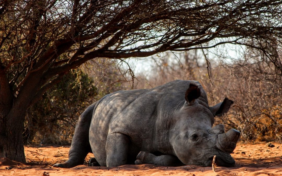 Could China be responsible for rhino extinction?