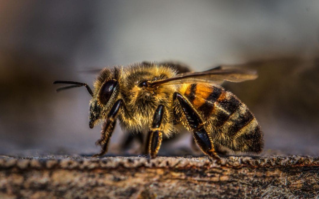 The Apian question: Are bee numbers still dropping?