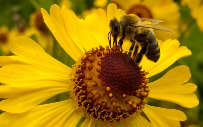 What’s the Buzz about Bees?