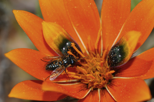 How a South African Daisy Imitates Female Flies to attract Males