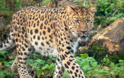Echoes of the Wild: Dartmoor Zoo’s Pivotal Role in the Amur Leopard’s Future