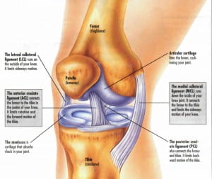 knee-anatomy-diagram