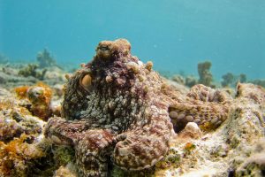 Brown Octopus with full active camouflage